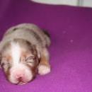 Akiba und Sunnys  Nachwuchs